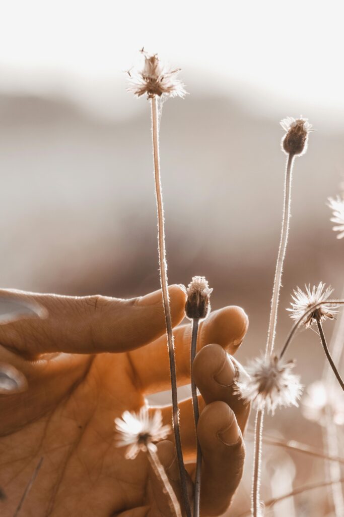 A hand gently touches wildflowers in a rural summer setting, showcasing nature's delicate beauty.