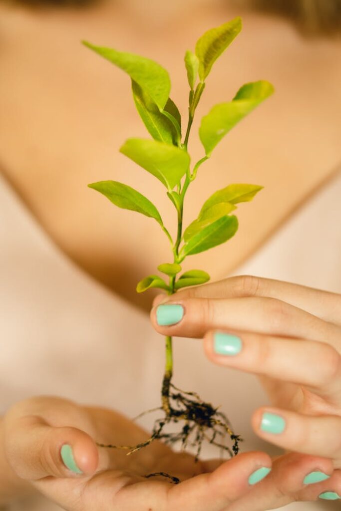 Close-up of hands holding a green plant seedling with roots, signifying growth.